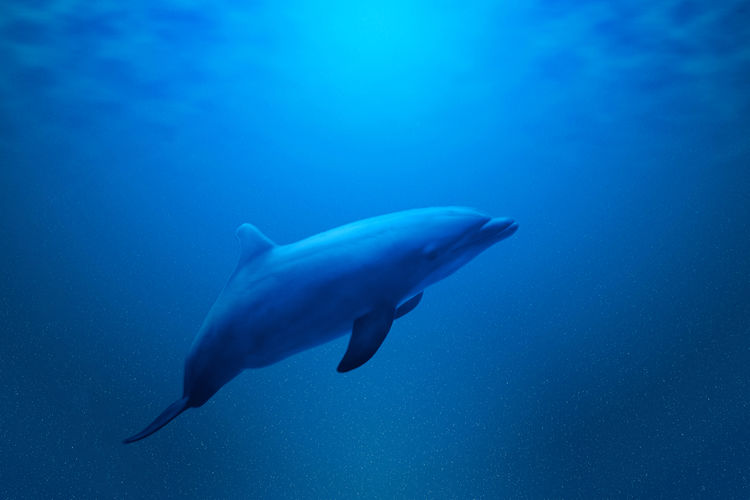 Dolphin swimming in undersea