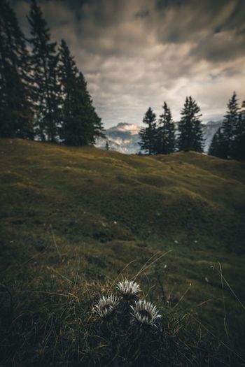 Scenic view of field against sky