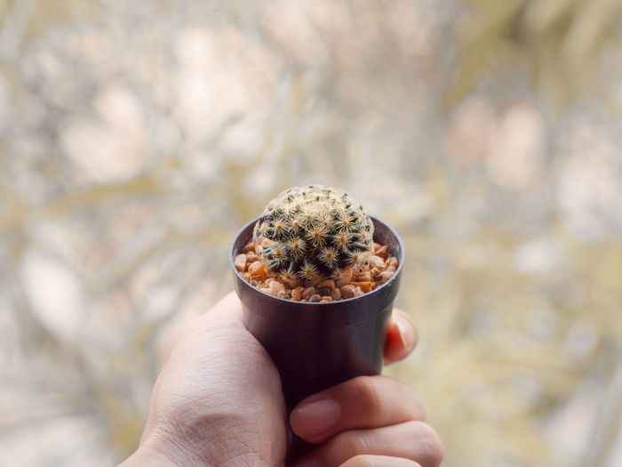 Close-up of hand holding potted cactus