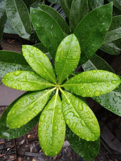 High angle view of raindrops on green leaves