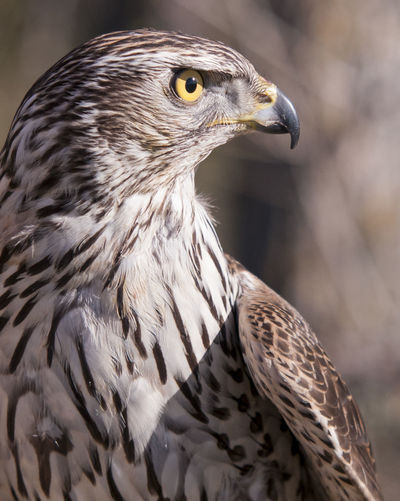 Close-up of bird