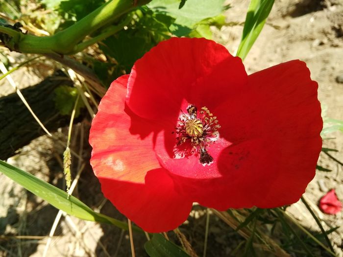 Close-up of insect on red flower