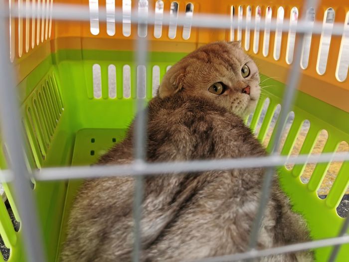 Close-up of a cat in cage