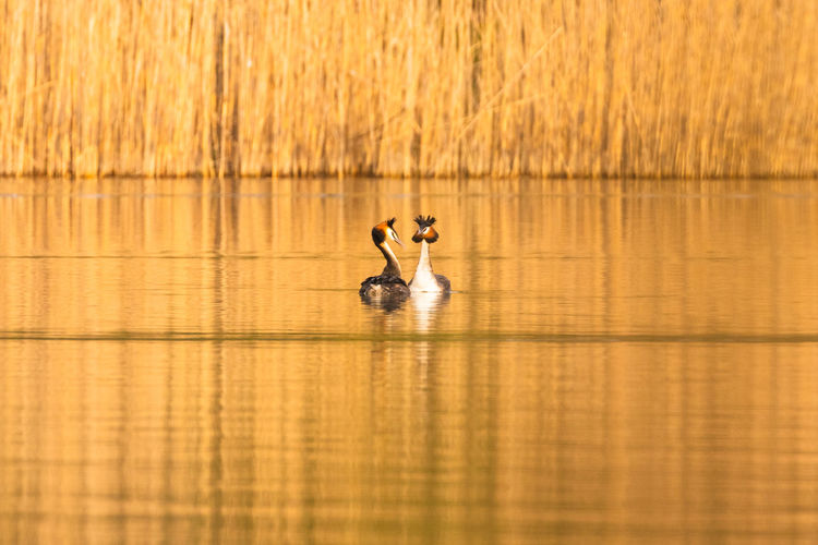 Pair of great crested grebes mating on the water mating season courtship display
