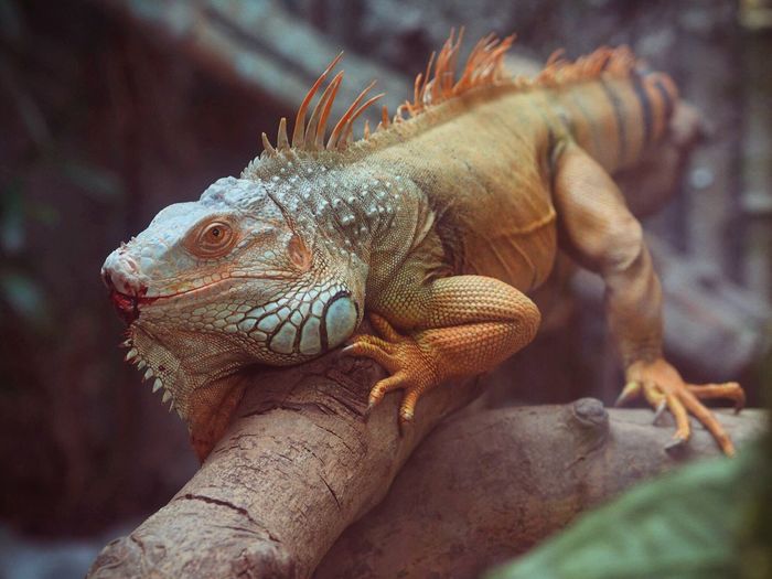 High angle view of iguana on branch