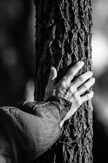 Close-up of person hand on tree trunk