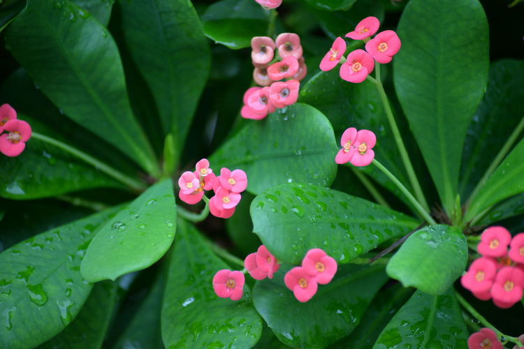 Close-up of wet pink flowers blooming outdoors