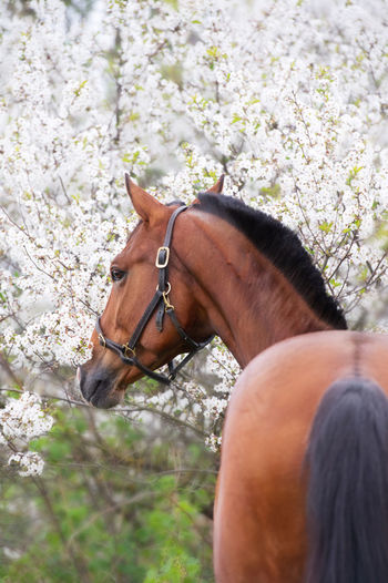 horse