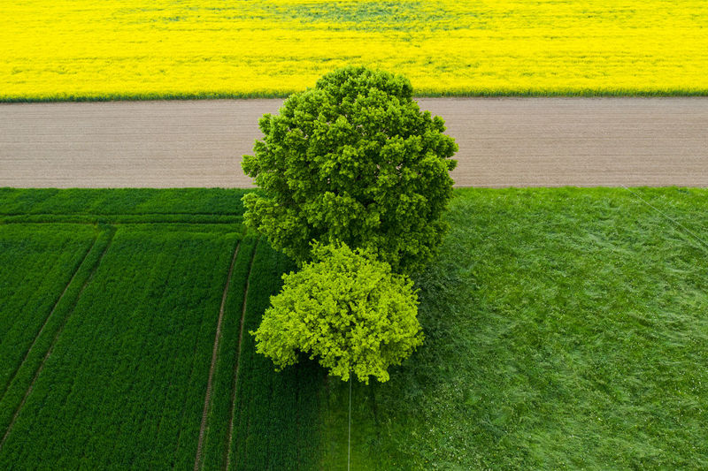 High angle view of plants growing on landscape