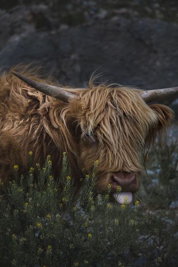 Fluffy cow in a field