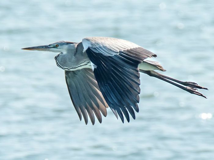Close-up of gray heron against sky