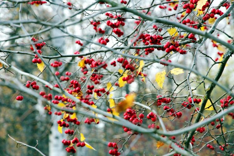 Low angle view of berries on tree during autumn