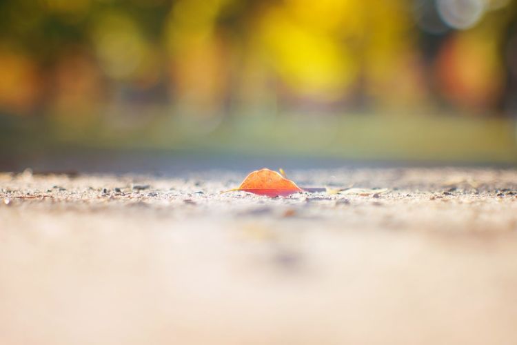 Close-up of autumn leaf