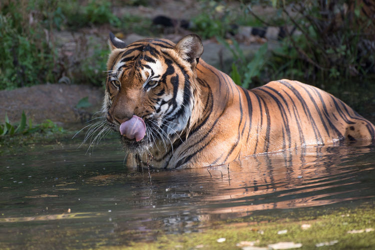 Tiger drinking water in lake