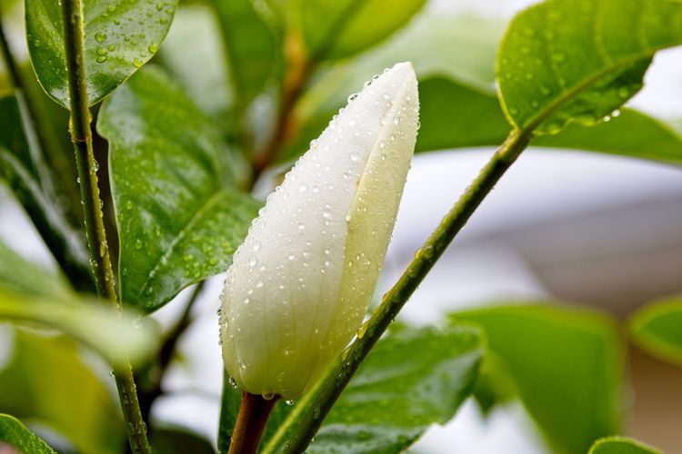 Close-up of wet plant leaves