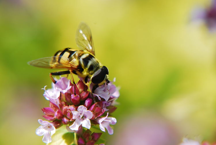 Close-up of hoverfly on pink flowers