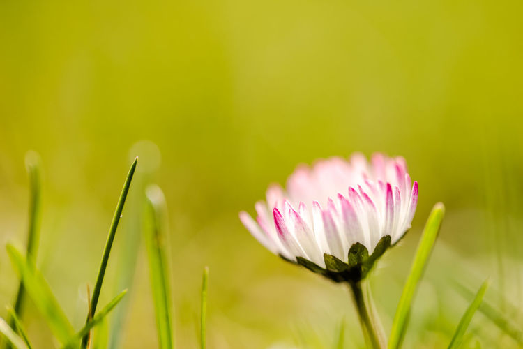 Close-up of pink lotus growing in field