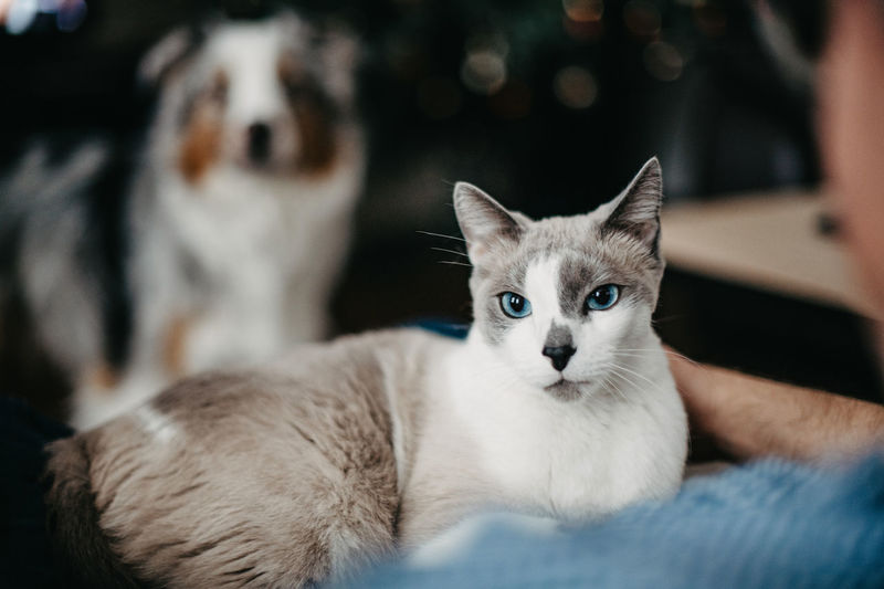 Blue-eyed gray cat sits on owner's lap. a cat lover petting a kitten the dog is waiting near the man