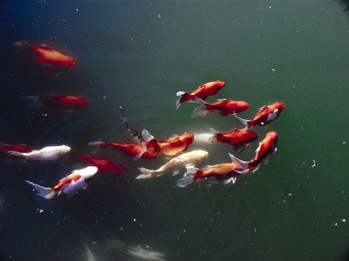 High angle view of koi carps swimming in pond