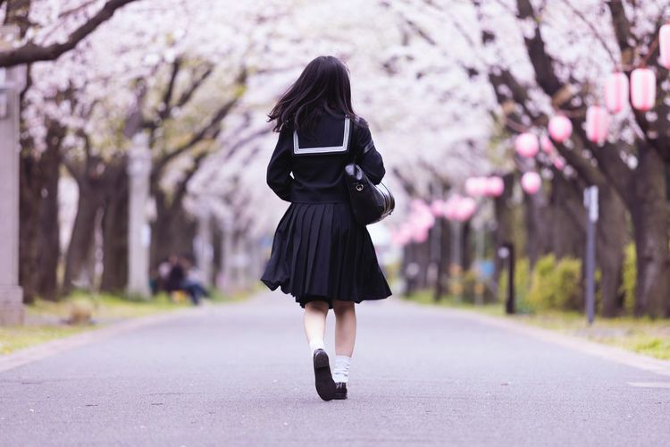 Rear view of schoolgirl walking on cherry blossoms road.