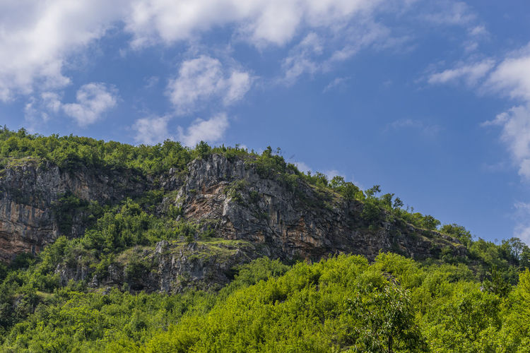 Low angle view of trees on mountain against sky