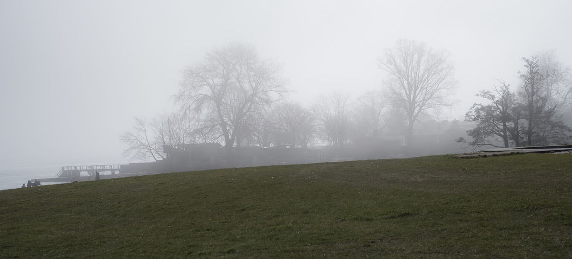 Bare trees on landscape in foggy weather