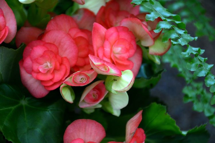 Close-up of pink and coral colored begonia blossoms 