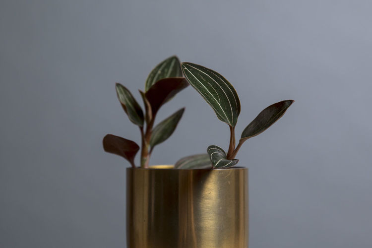Close-up of plant