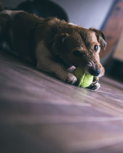 Close-up of puppy with ball on floor