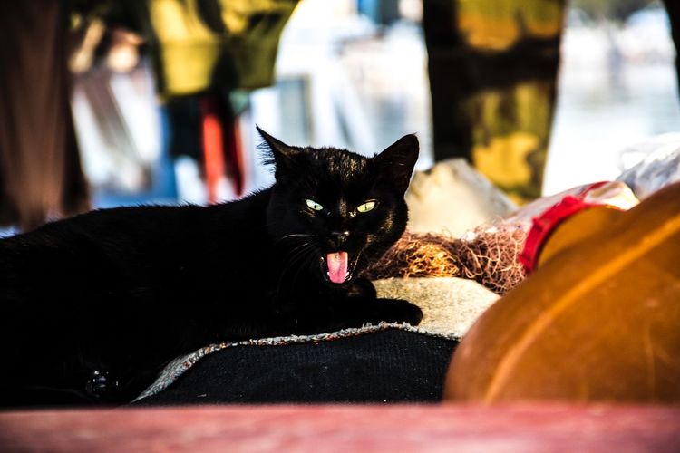 Portrait of black cat on fabric