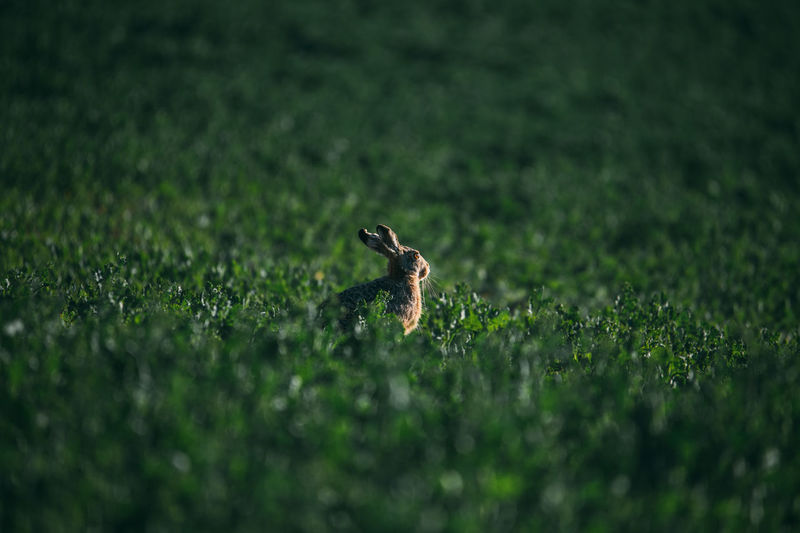 European brown hare. leveret in long grass looking alert.