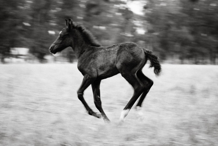 Side view of horse running on field