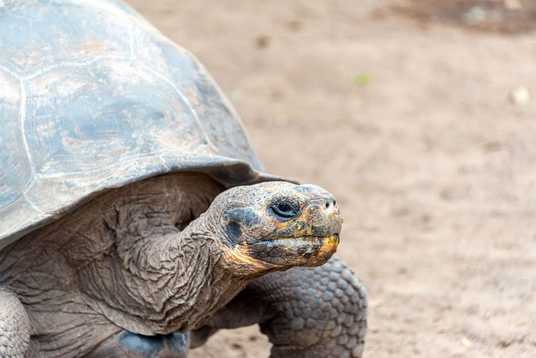 Close-up of a giant tortoise