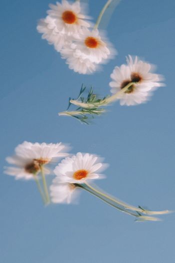 CLOSE-UP OF WHITE FLOWER AGAINST SKY