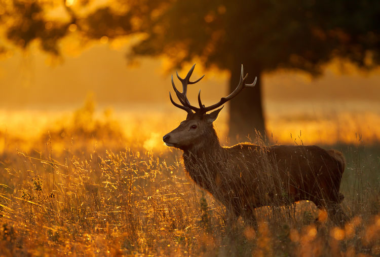Side view of deer standing by plants during sunset