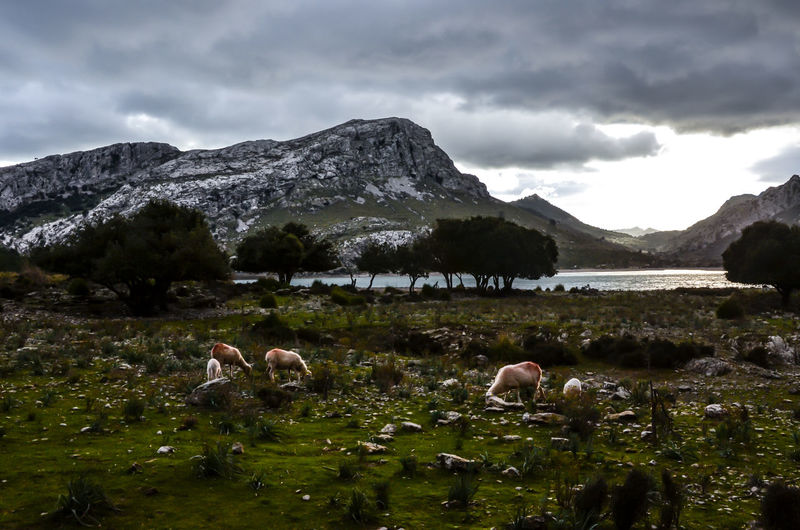 View of sheep in lake against mountain range