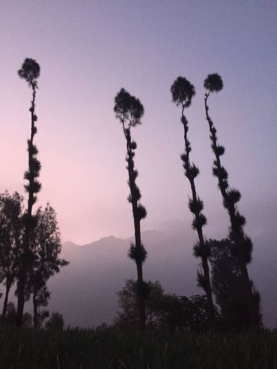 Silhouette trees on field against sky