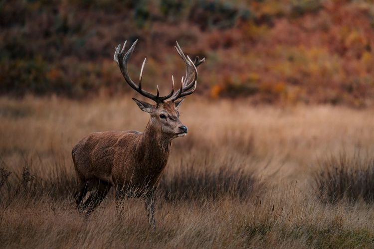 Red deer stag in grassland