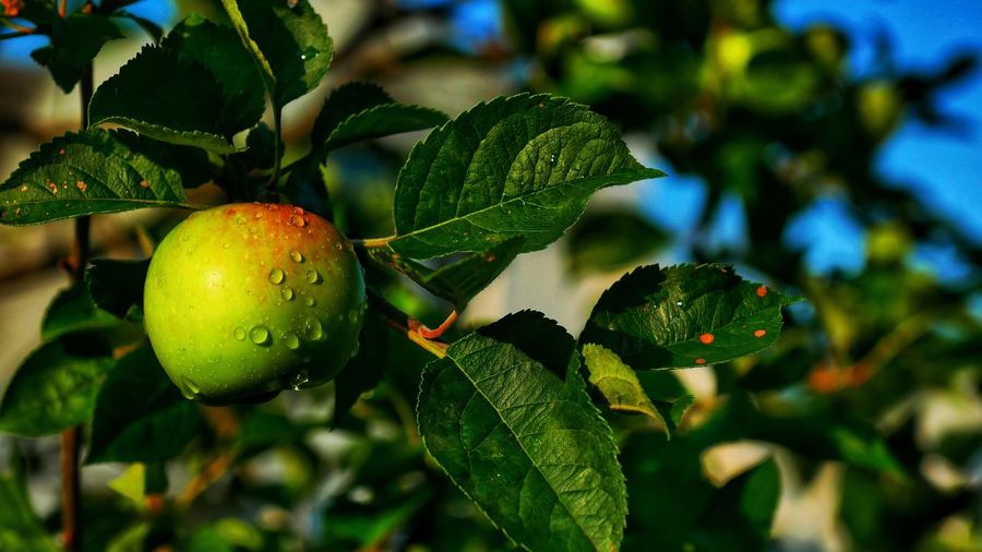 Close-up of fruits on tree