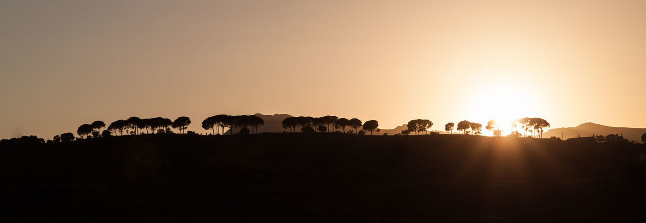 Horses on field at sunset
