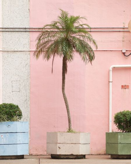 Potted plant against building at sidewalk in city