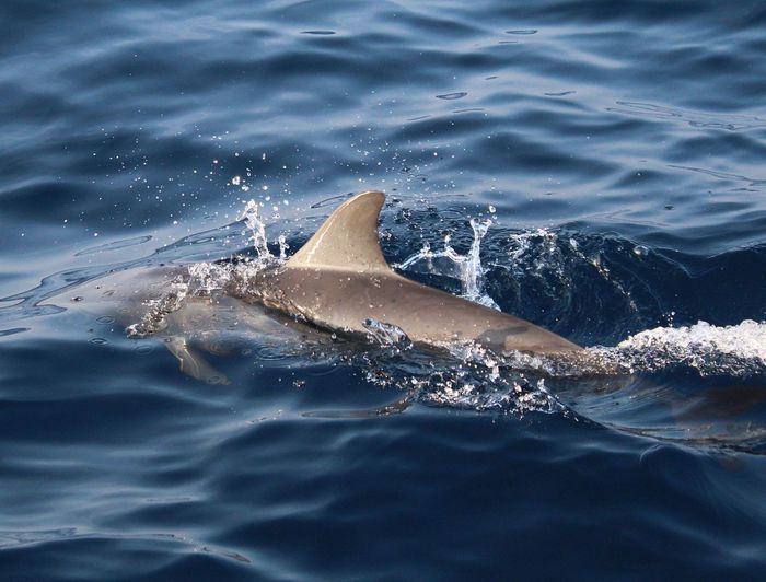 View of fish swimming in sea
