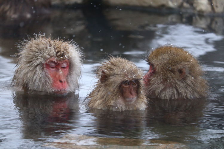 Monkey swimming in hot spring during winter