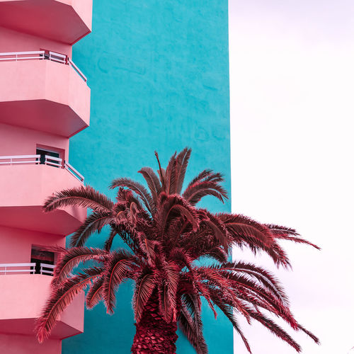 Palm. tropical location. colorful travel vibes