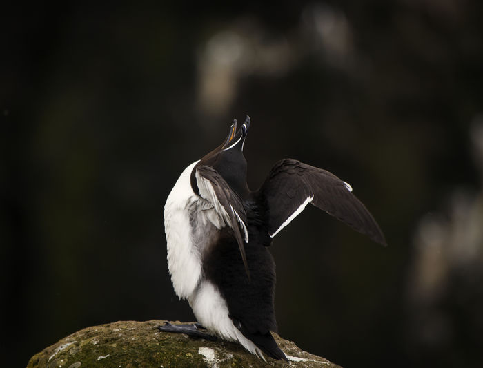 Close-up of razorbill spreading wings on top of a cliff