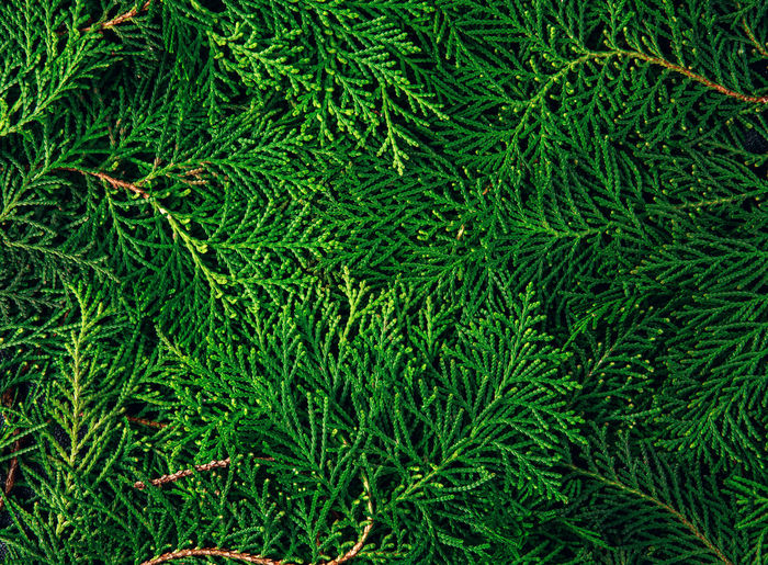 High angle view of pine tree