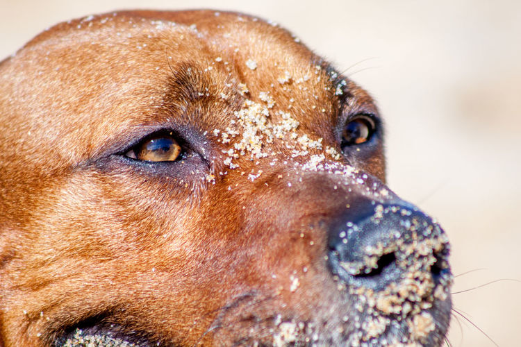 Close-up of  dog