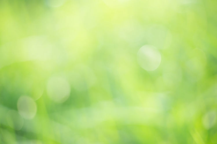 Defocused image of plants