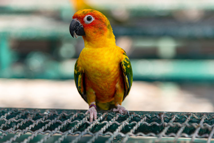 Close-up of parrot perching