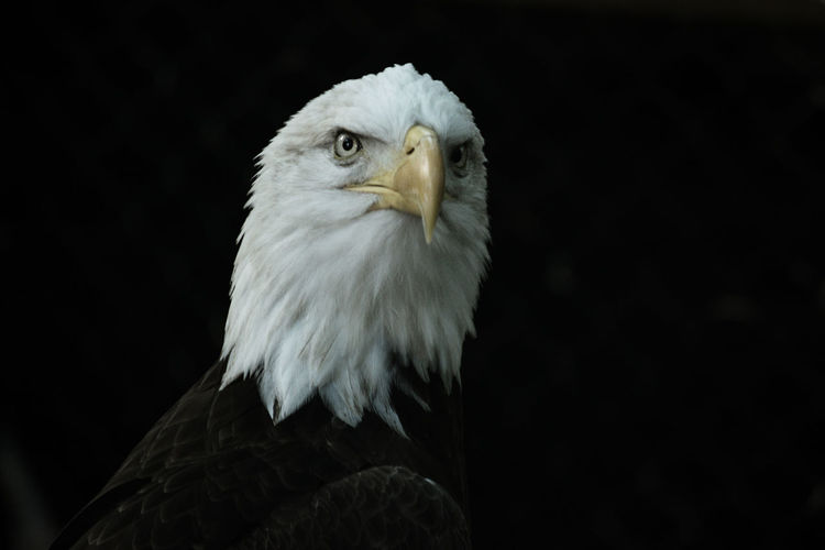 Close-up of eagle against black background